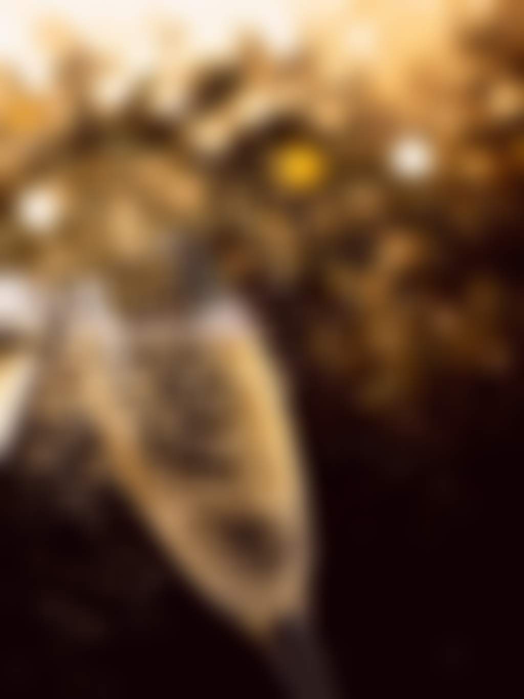 NYE sparkling cheers