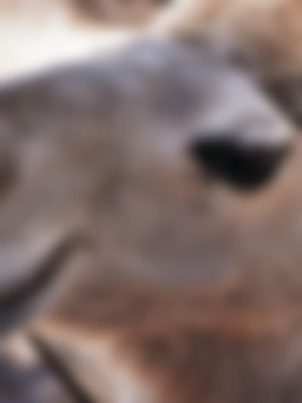 Swan Valley Speedhumps camel close up