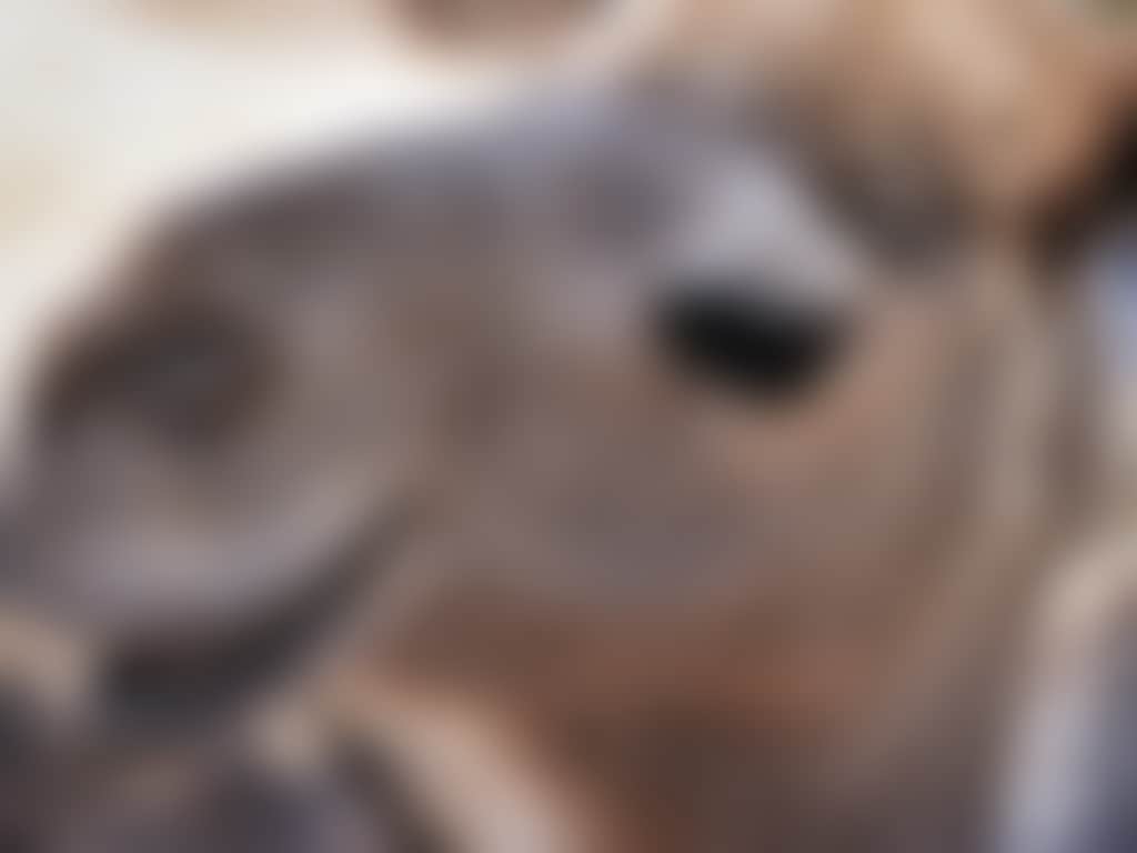 Swan Valley Speedhumps camel close up