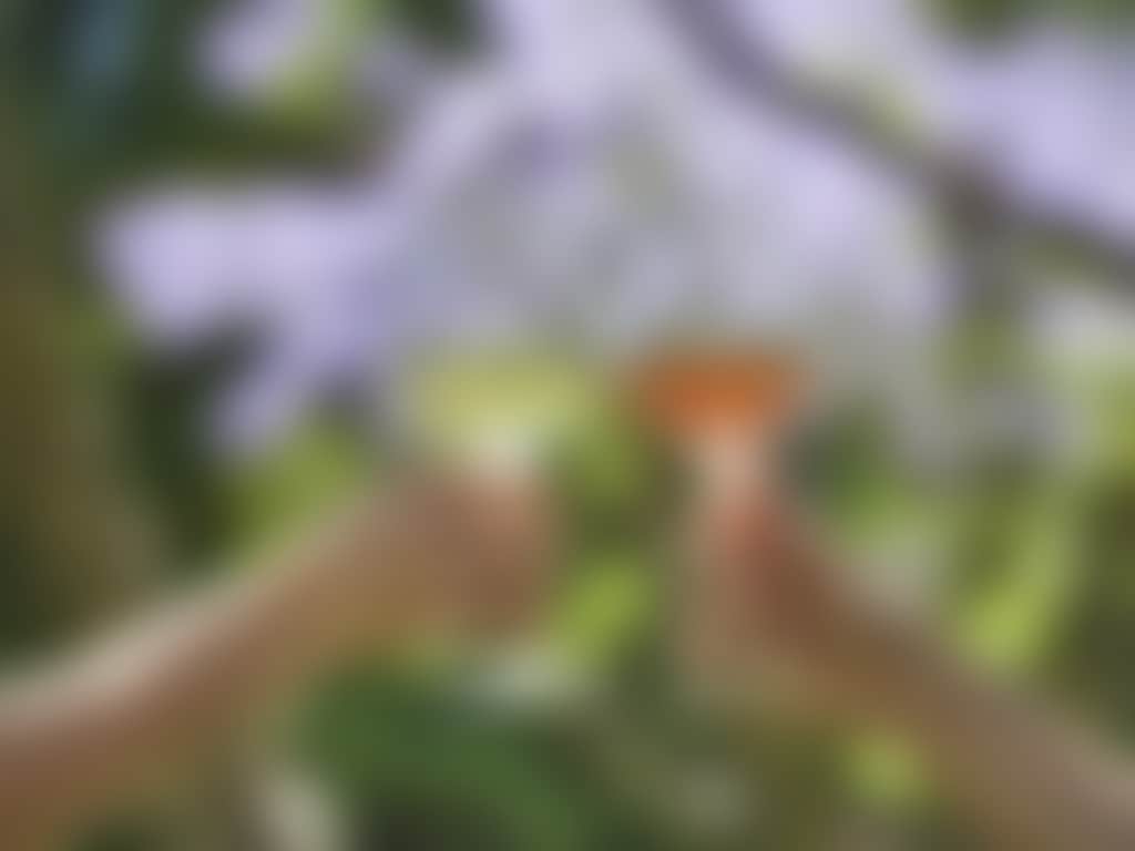 Nikola Estate white and red wine glasses