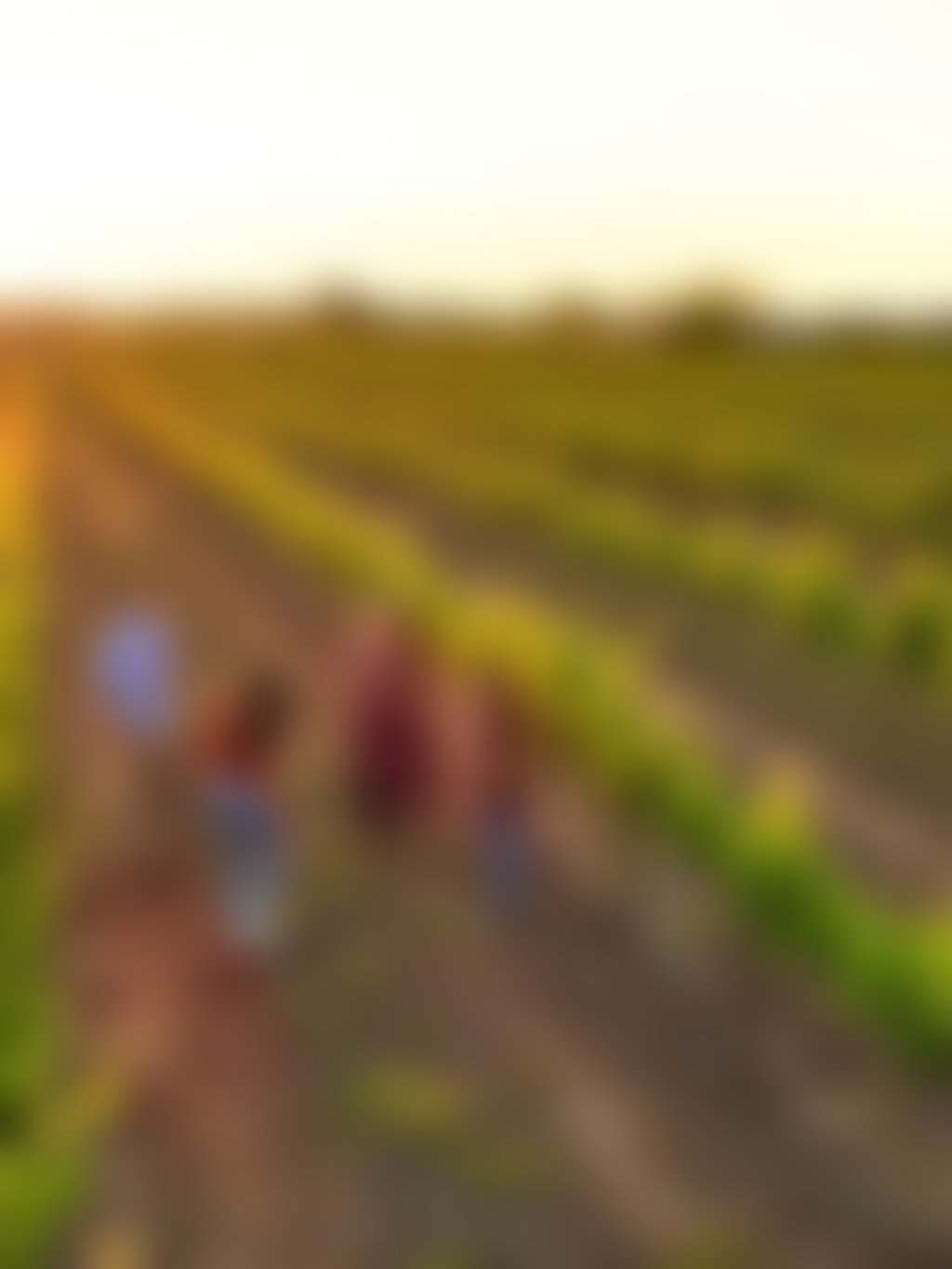Olive Farm Wines