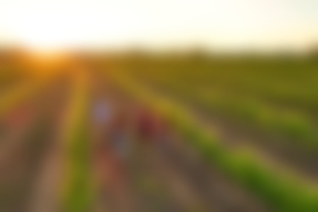 Olive Farm Wines