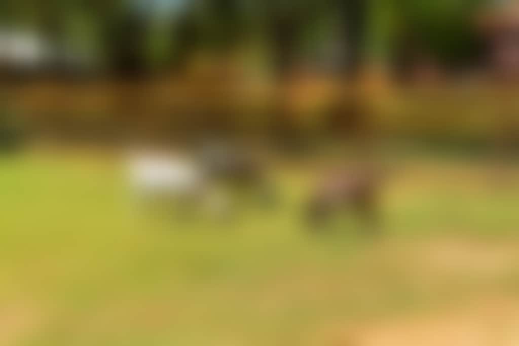 Cuddly Animal Farm 1