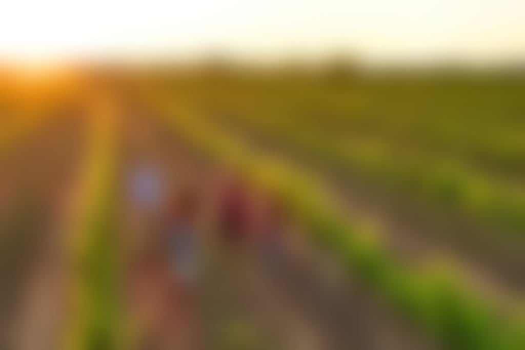 Olive farm wines