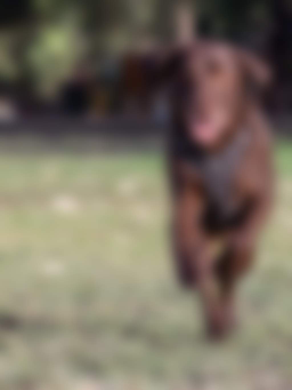 Whiteman Park running dog