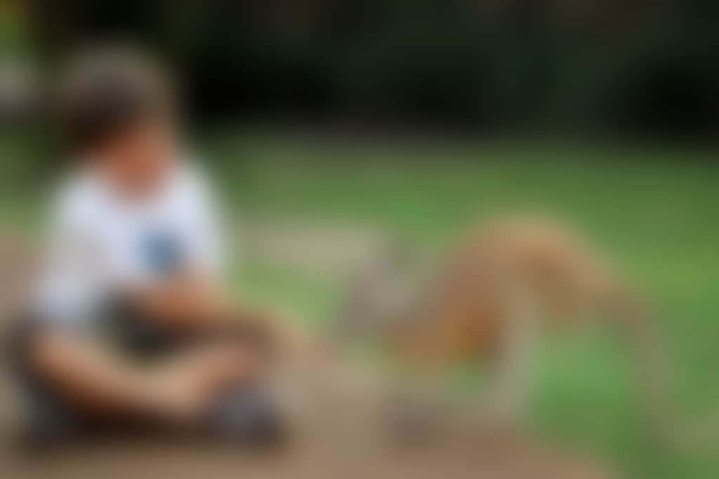 Caversham Wildlife Park boy feeding kangaroo g