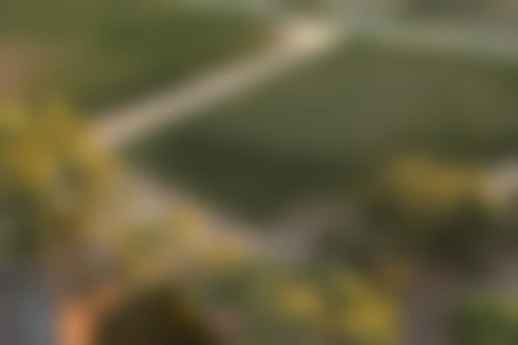 Sandalford vines drone view