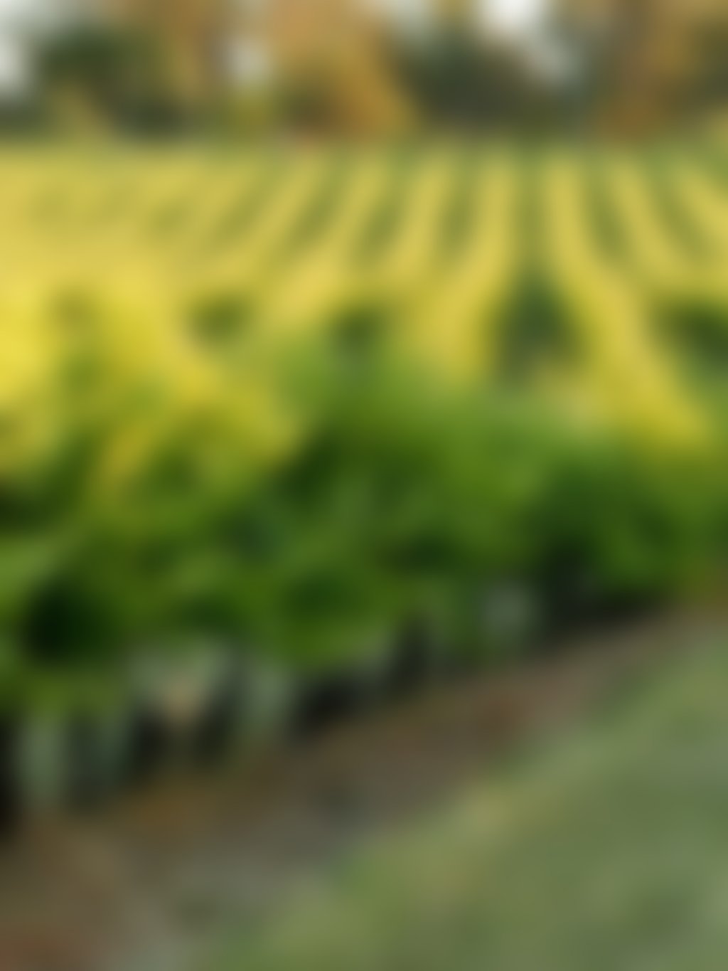 Swan Valley Winemakers Wine Show Vines