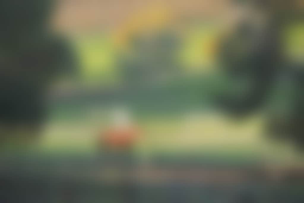 Settler Rest horse in paddock