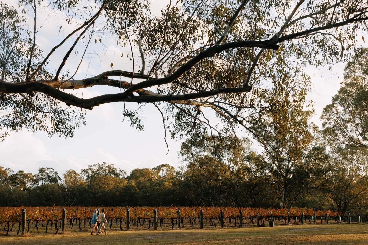 theswanvalley