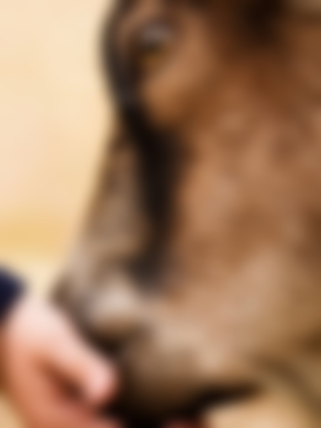 Child petting goat