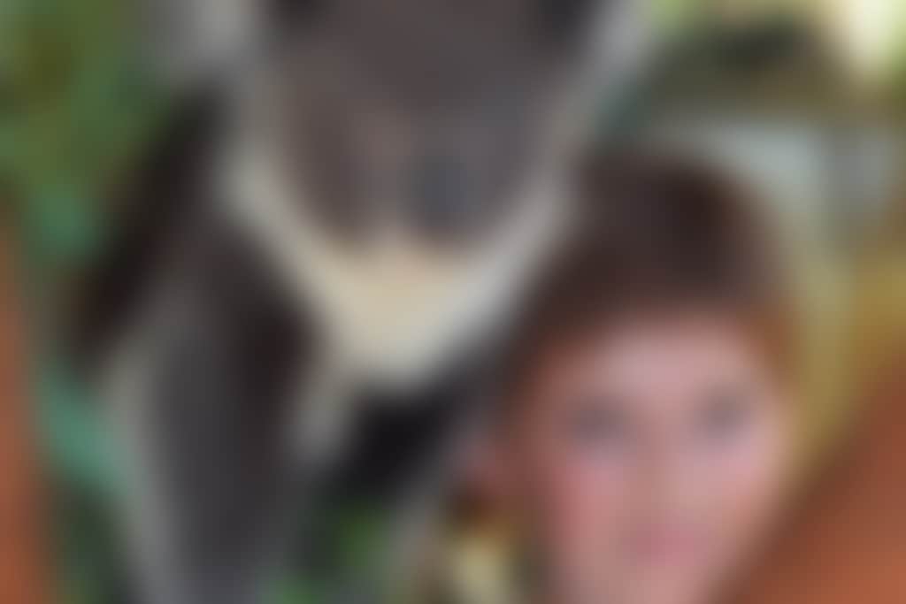 Caversham Wildlife Park boy with koala g