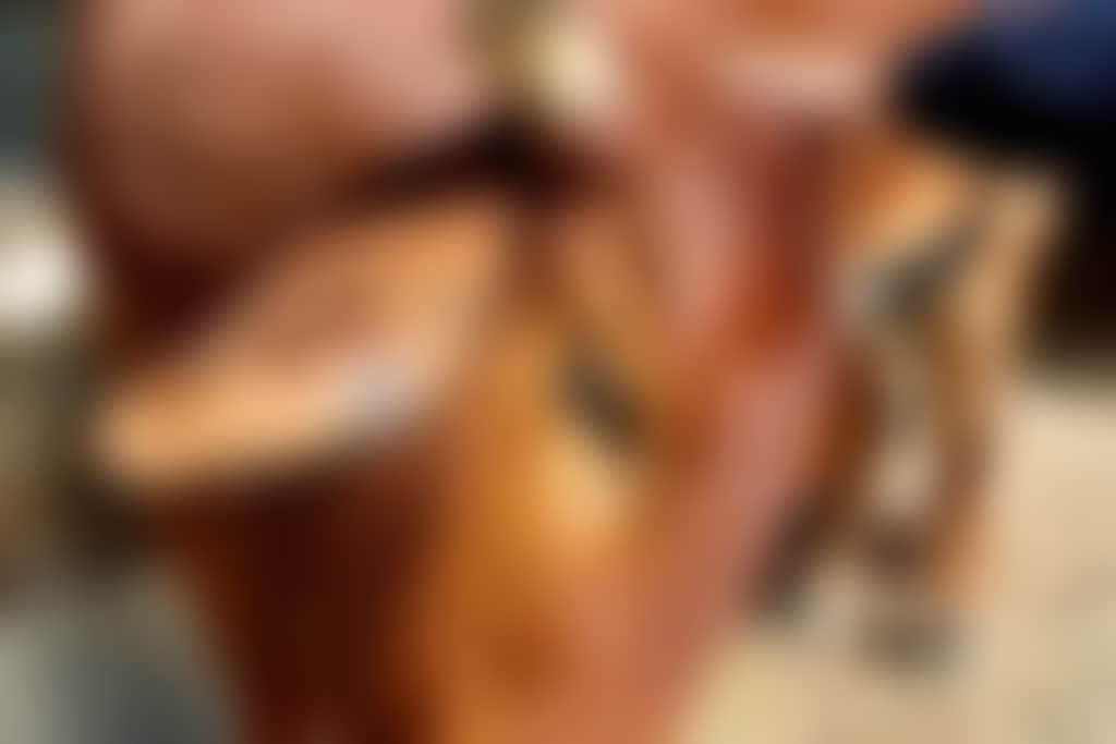 Sv cuddly animal farm brahmin bull g