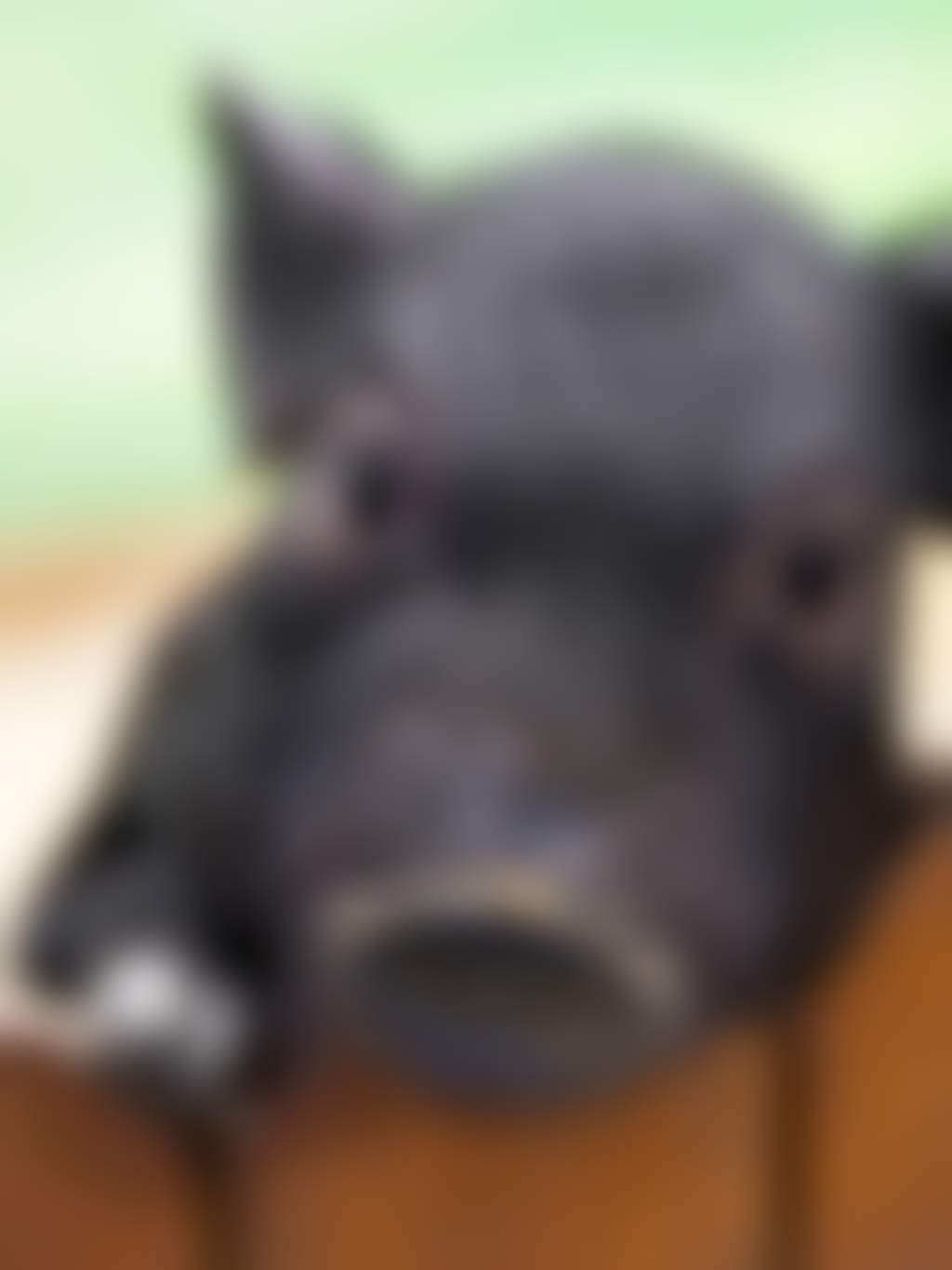 Black piglet