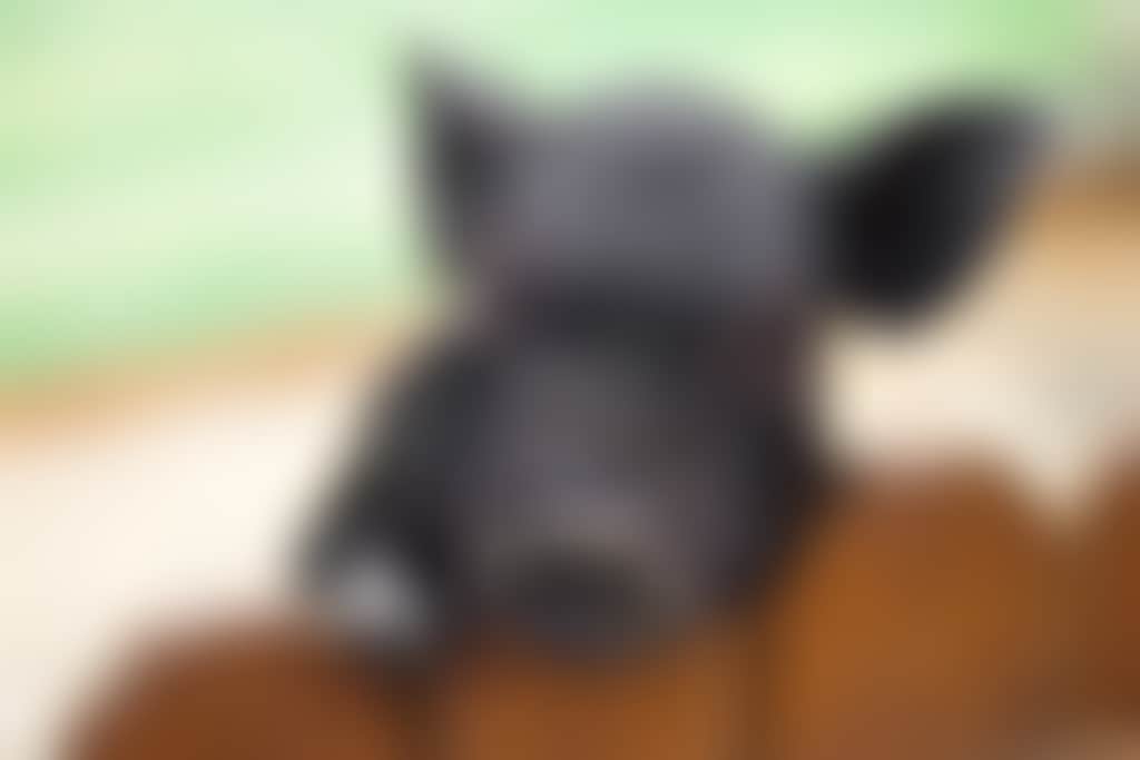 Black piglet