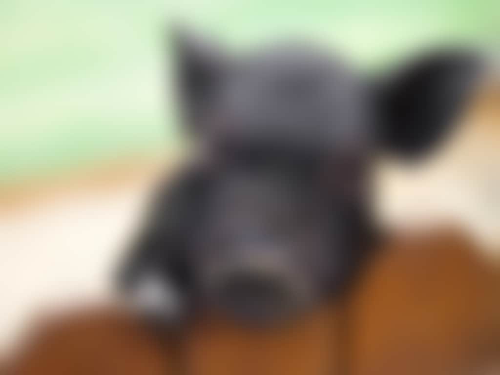 Black piglet