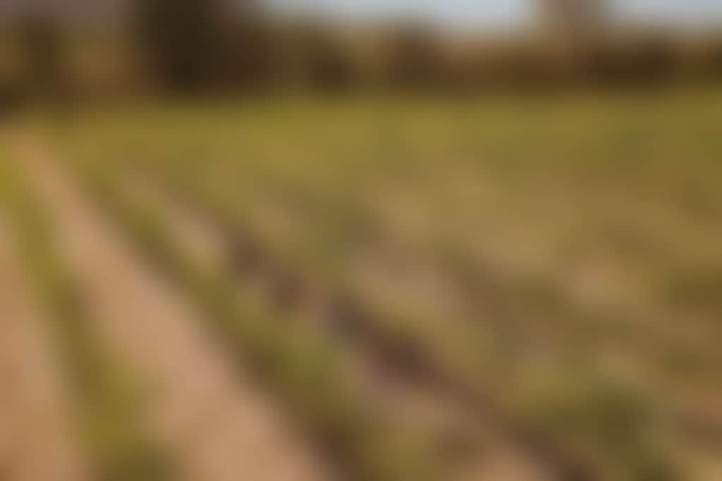 Up Close Local vineyard walk