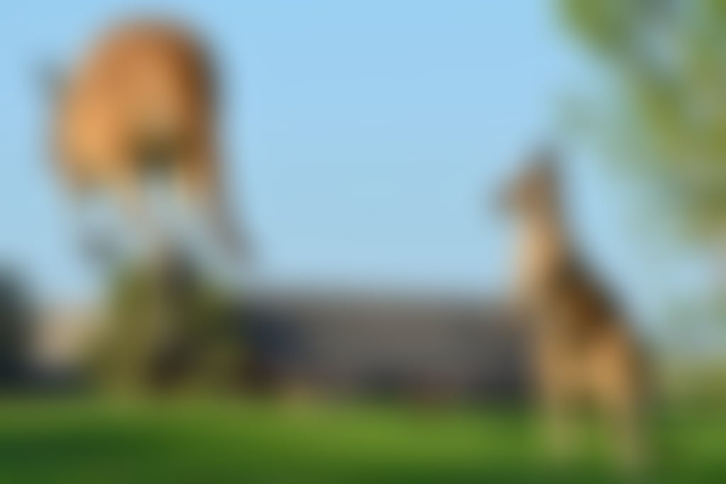The Vines Resort kangaroos