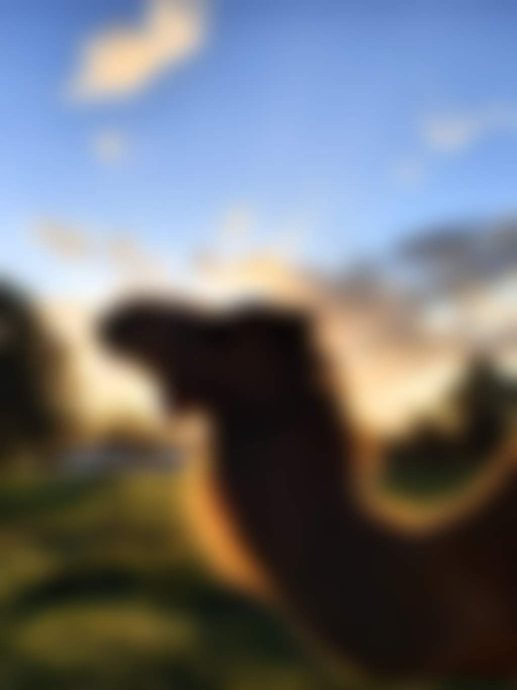 Swan Valley Speedhumps camel sunset