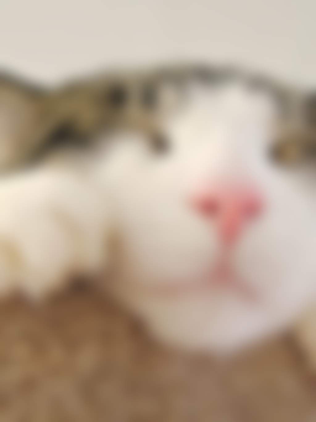 Cat snoozing