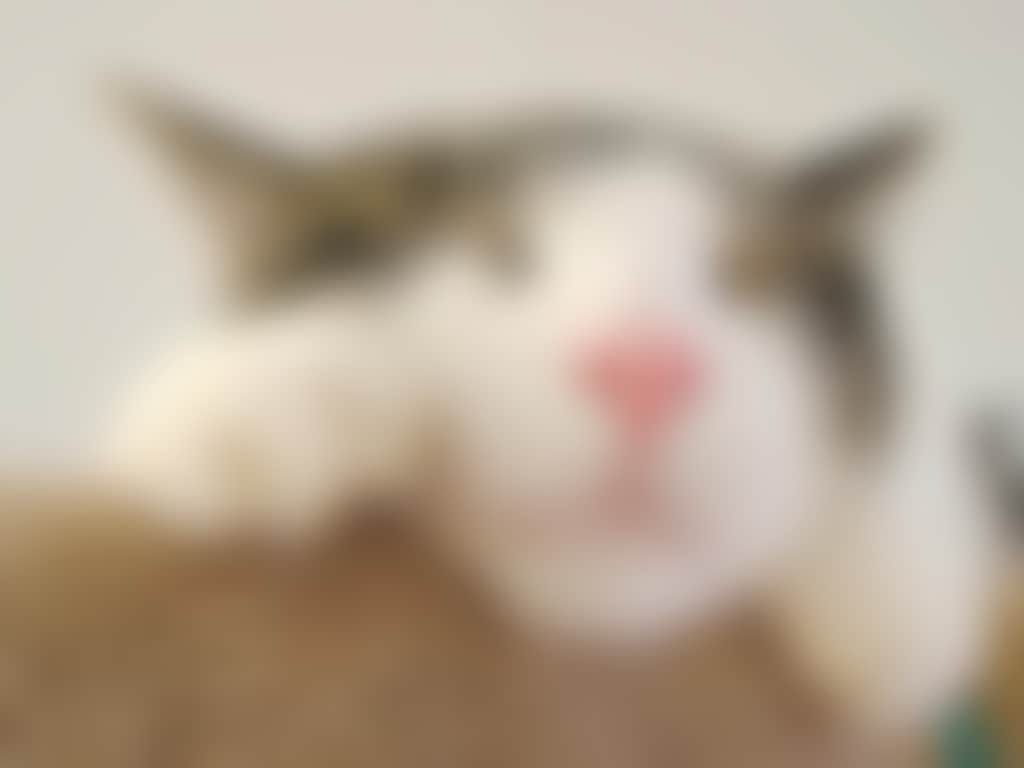 Cat snoozing