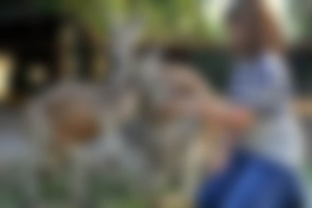 Caversham Wildlife Park girl feeding kangaroos g