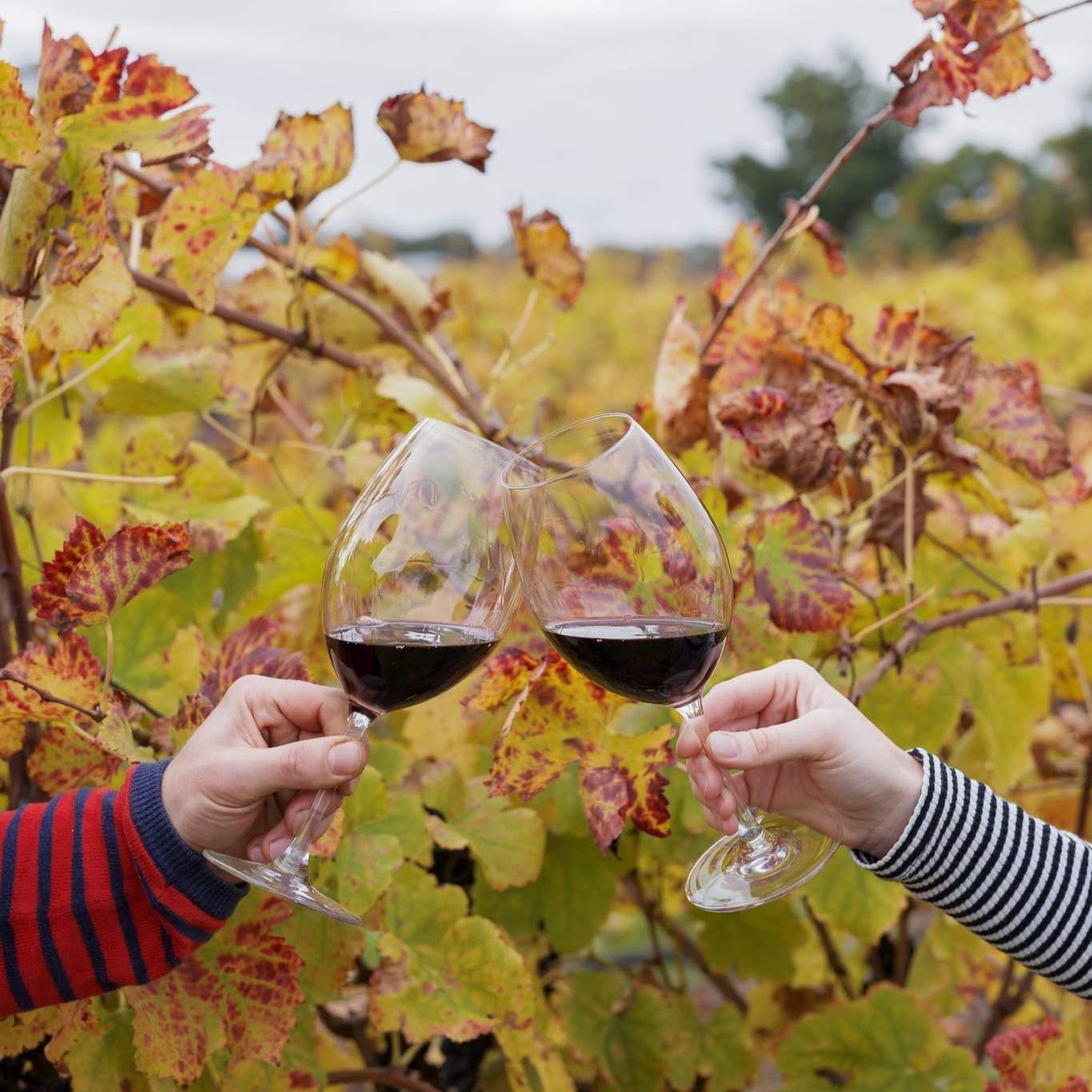 theswanvalley
