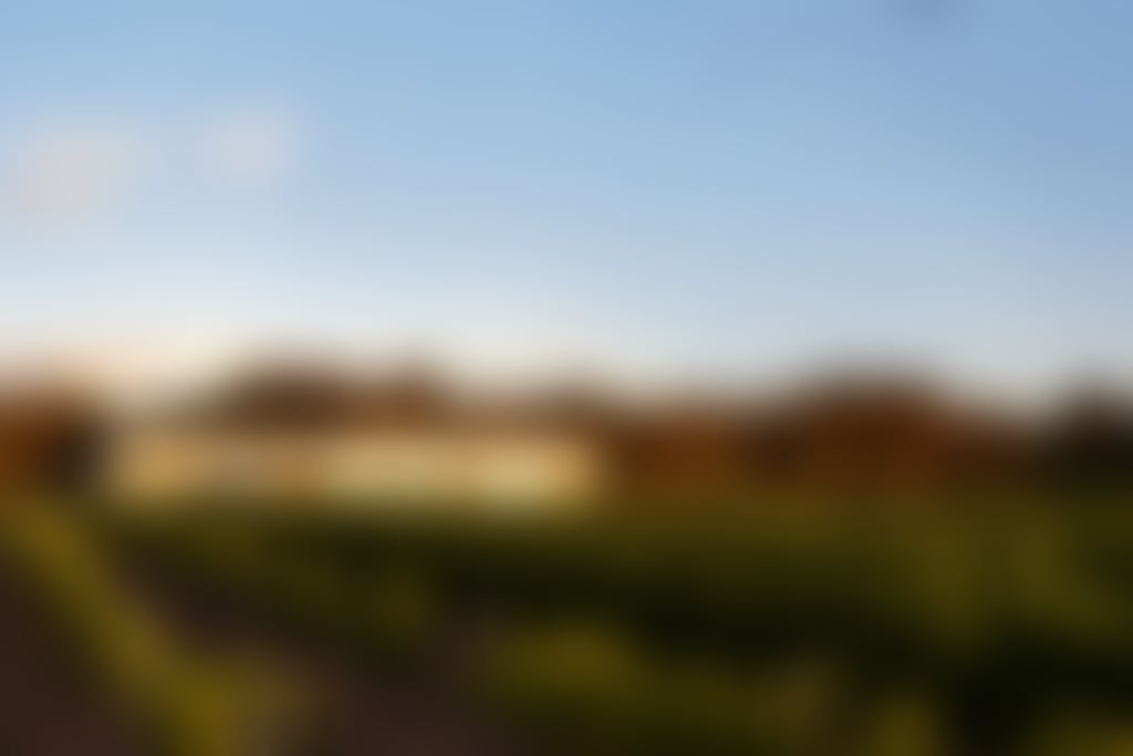 Olive farm wines vineyard view g