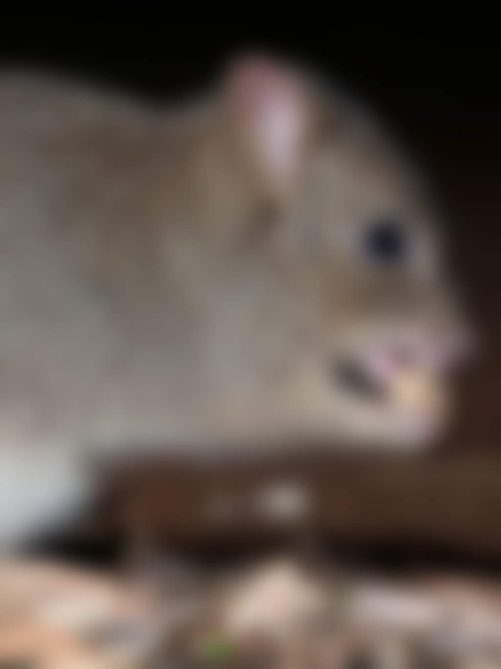 Woylie by houndstooth studio