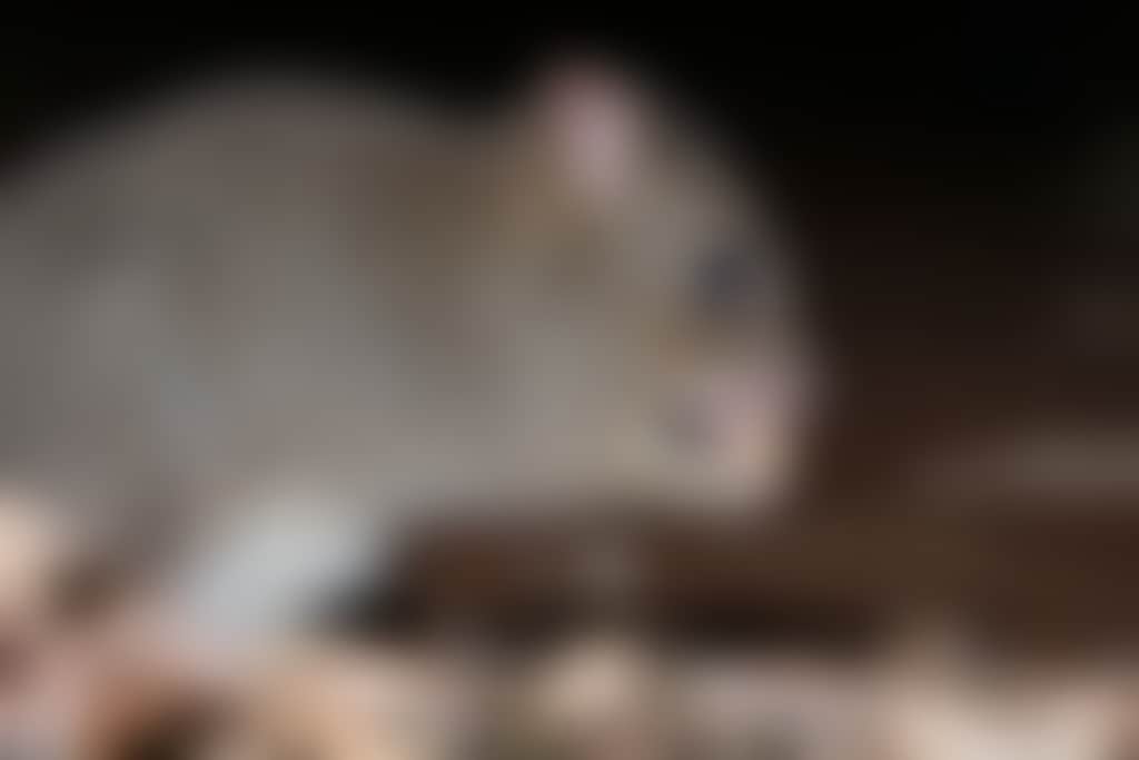 Woylie by houndstooth studio