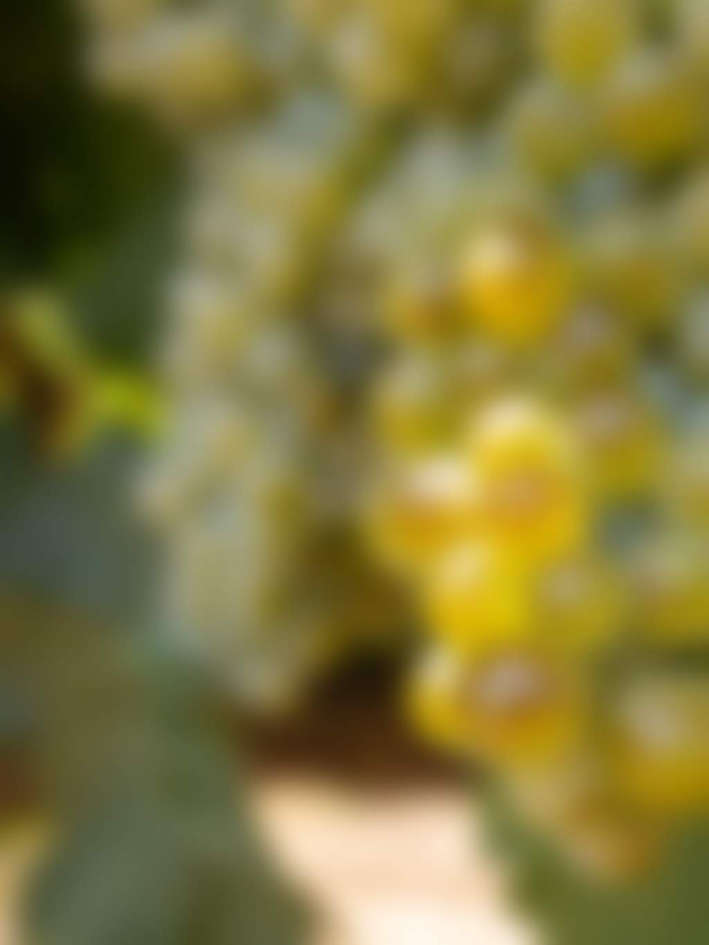 Swan Valley Winemakers Chenin grapes