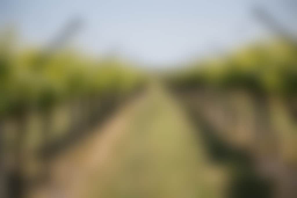 Twin Hill Wines vine view