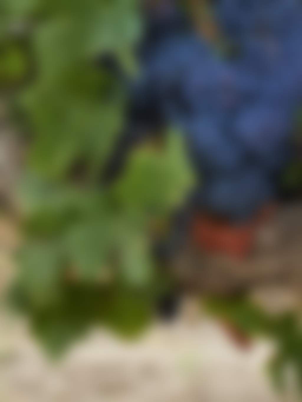 SWAN VALLEY WINEMAKERS Vino Volta Bush Grapes Grenache Vintage cropped web