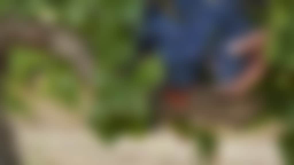 SWAN VALLEY WINEMAKERS Vino Volta Bush Grapes Grenache Vintage cropped web