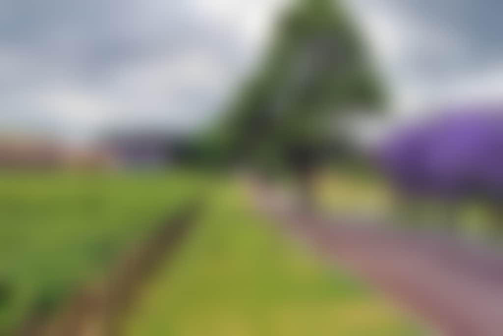 Mandoon estate jacaranda view