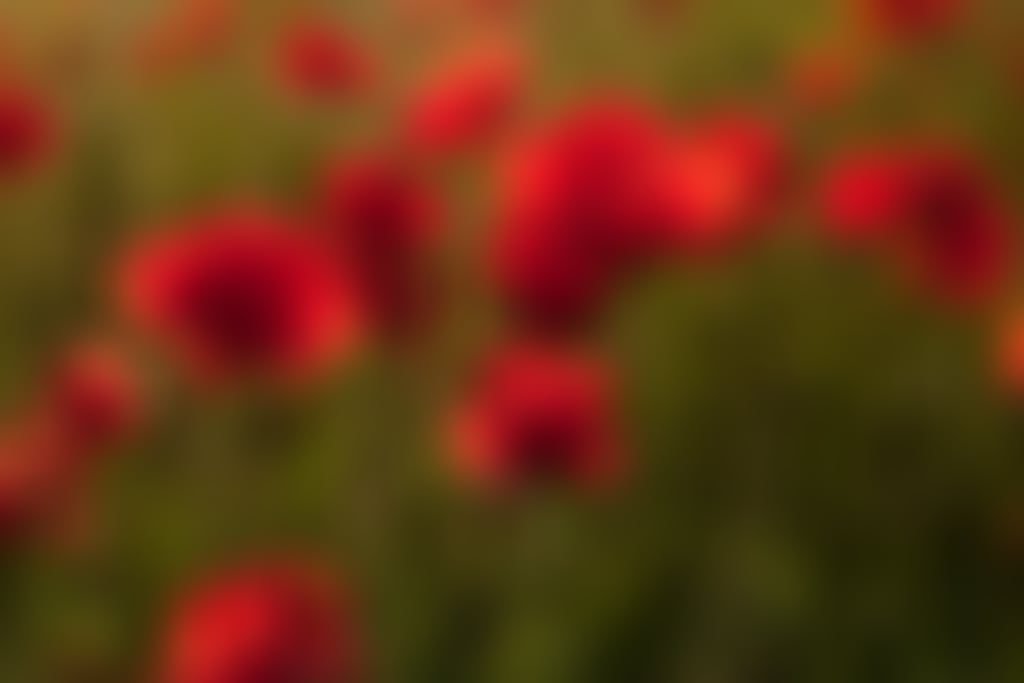 Field of poppies
