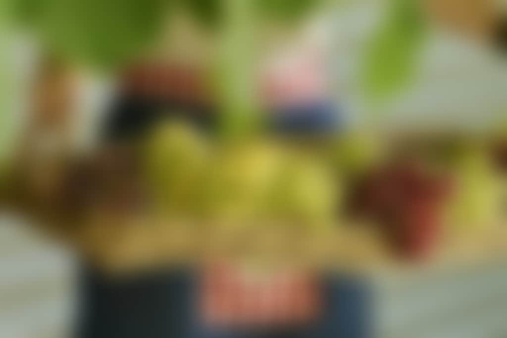 Lady holding basket of grapes 2776x2776