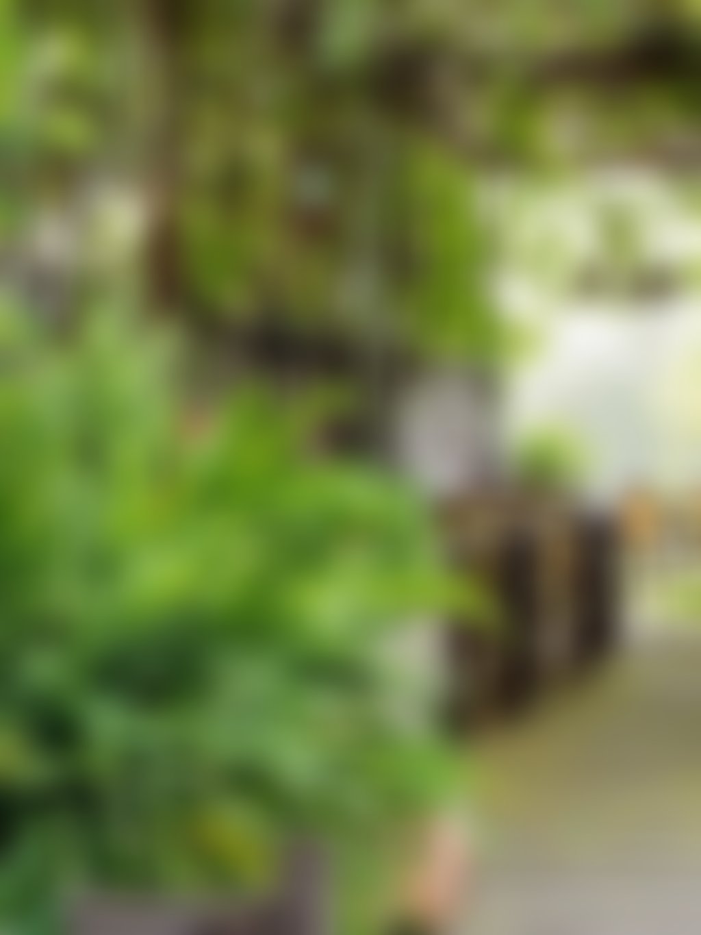 Little vines garden view