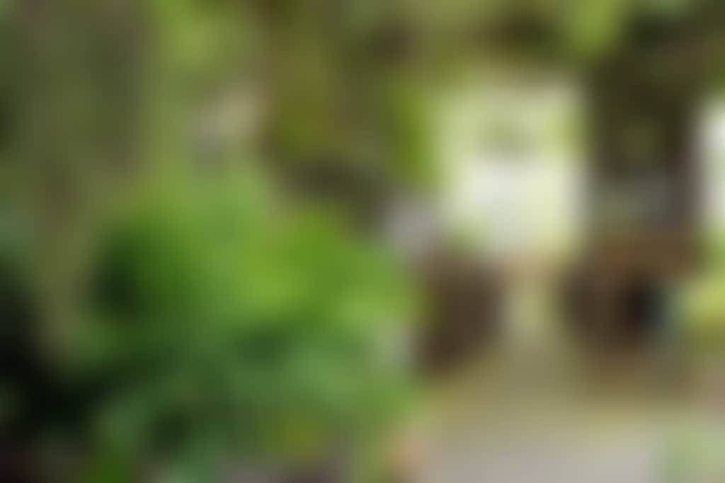 Little vines garden view