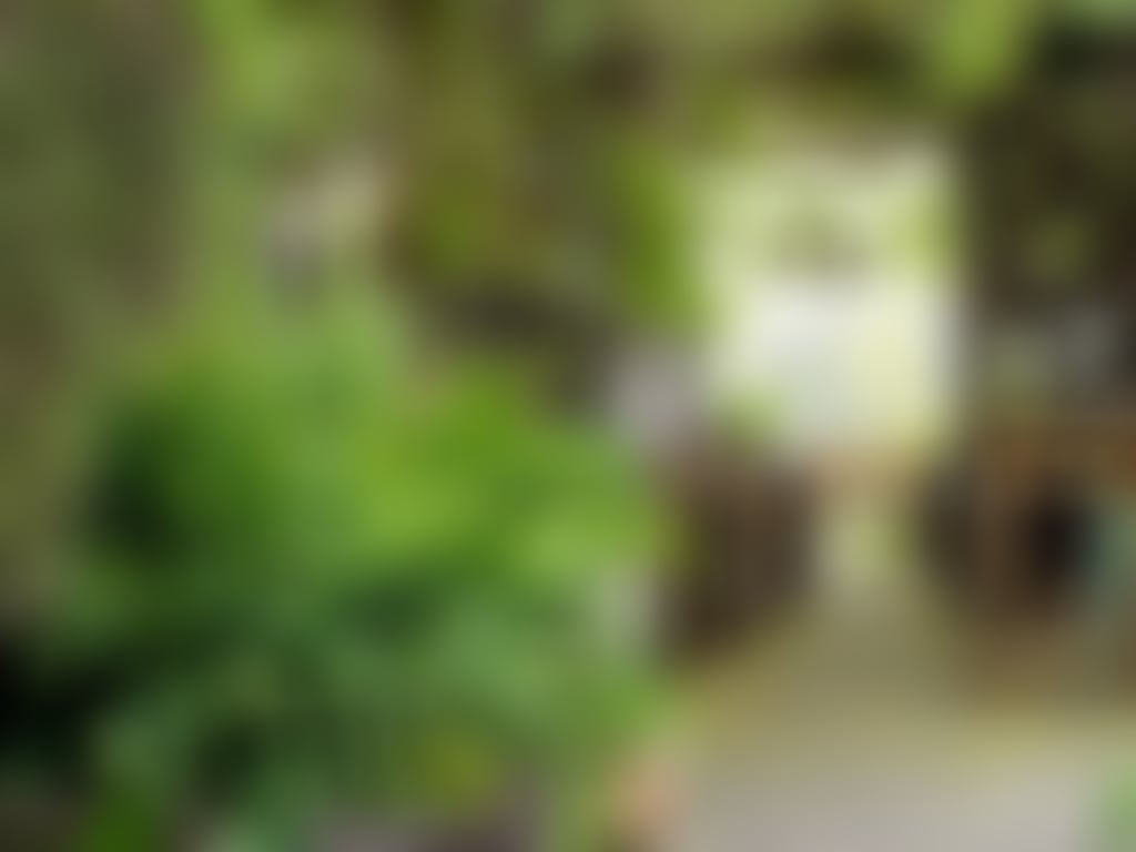Little vines garden view