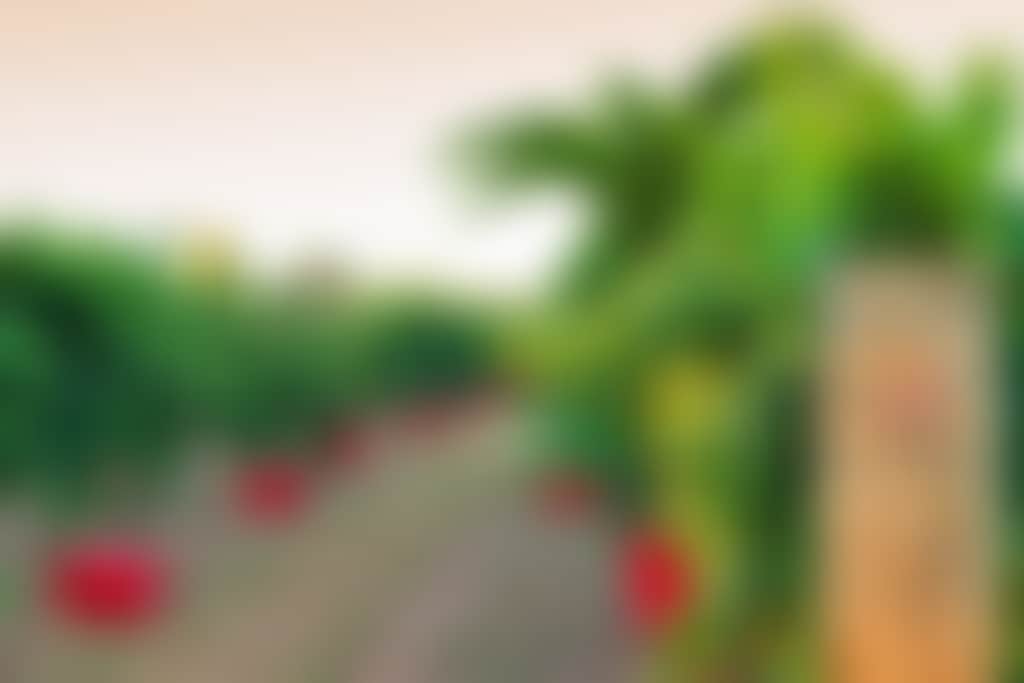 Mandoon estate verdelho vines