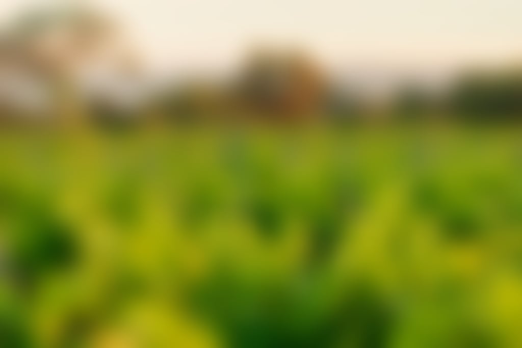 Valley Wines