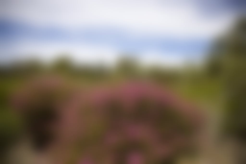 Whiteman Park wildlfower season