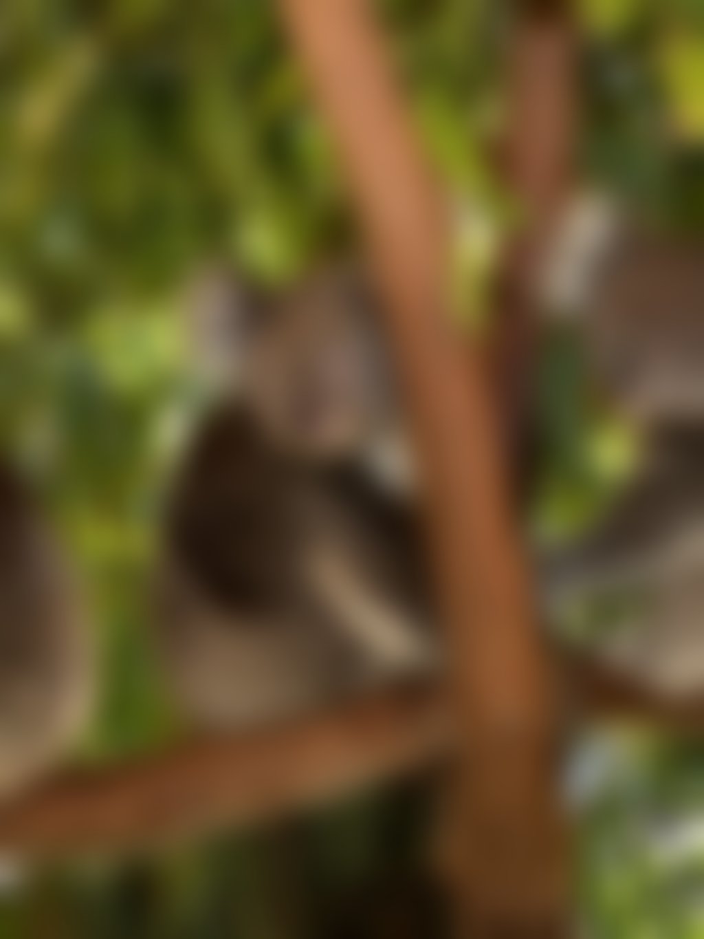 Caversham Wildlife Park