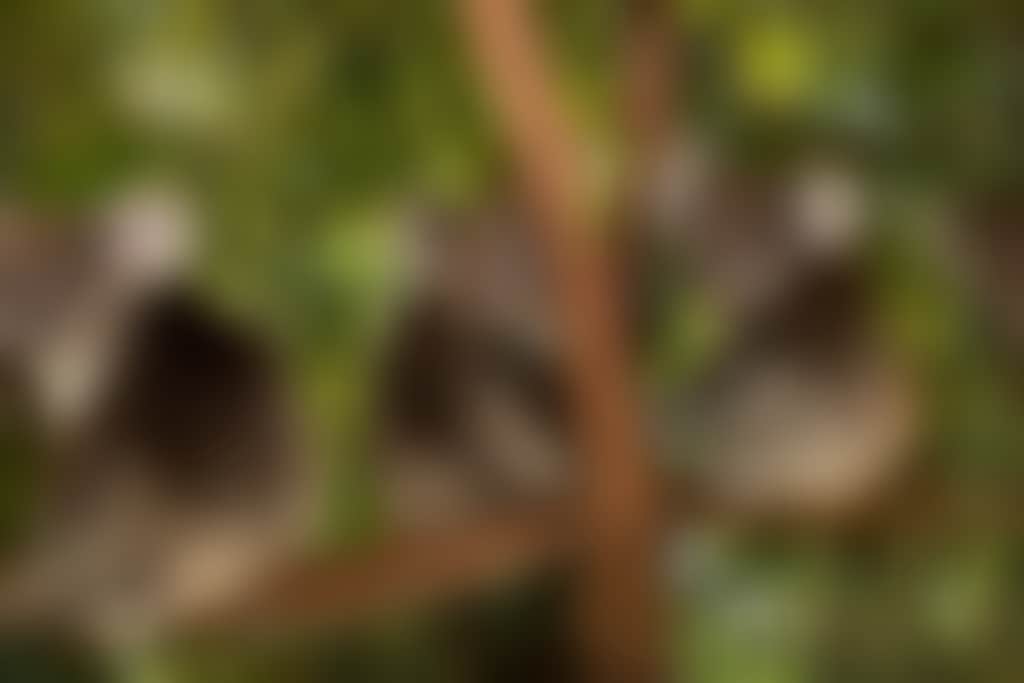 Caversham Wildlife Park