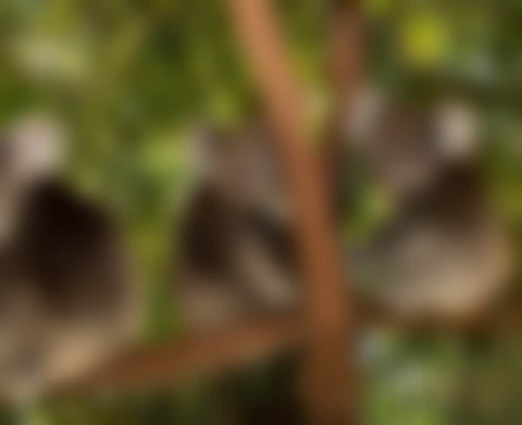 Caversham Wildlife Park