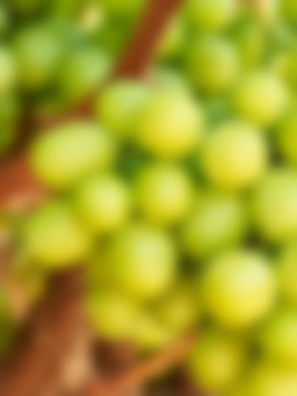 Alis vineyard table grapes