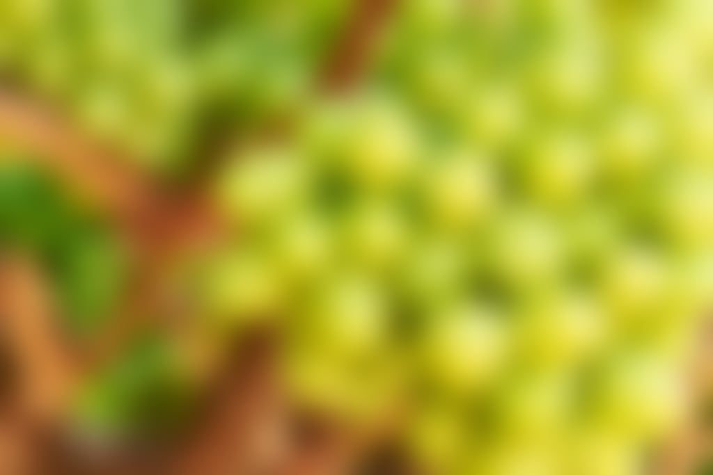 Alis vineyard table grapes
