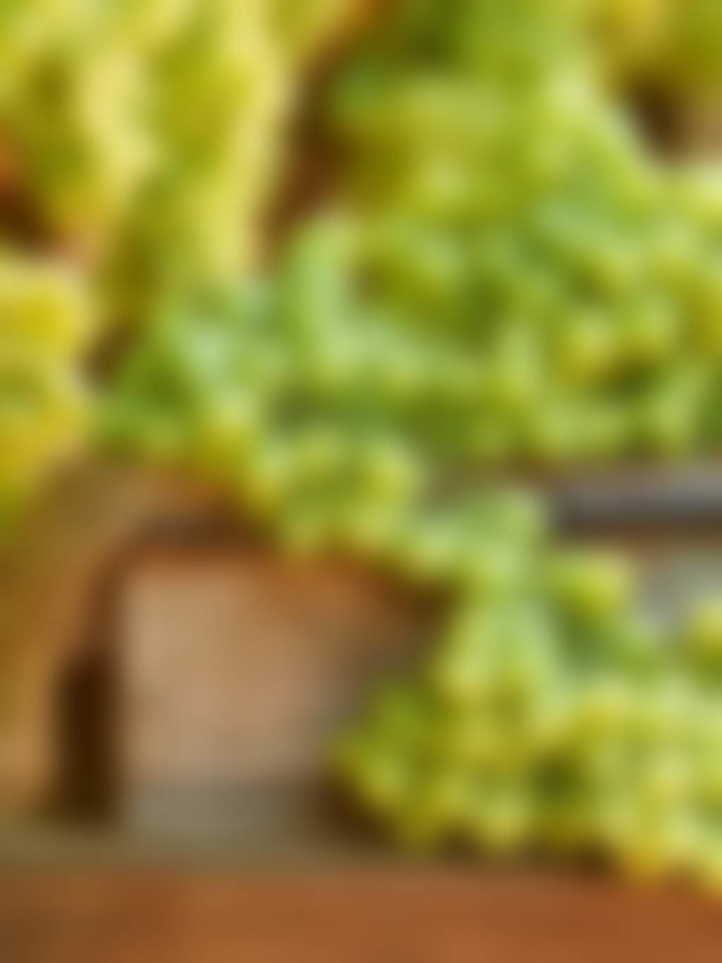 Green table grapes sunlit