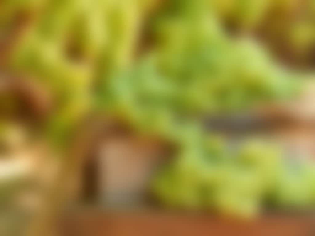 Green table grapes sunlit